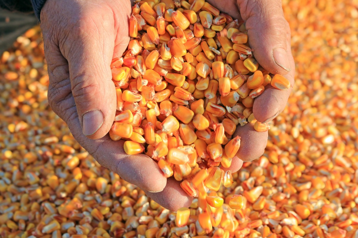 Import, production, supply and distribution of Animal corn in Iran